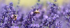 Blog 1